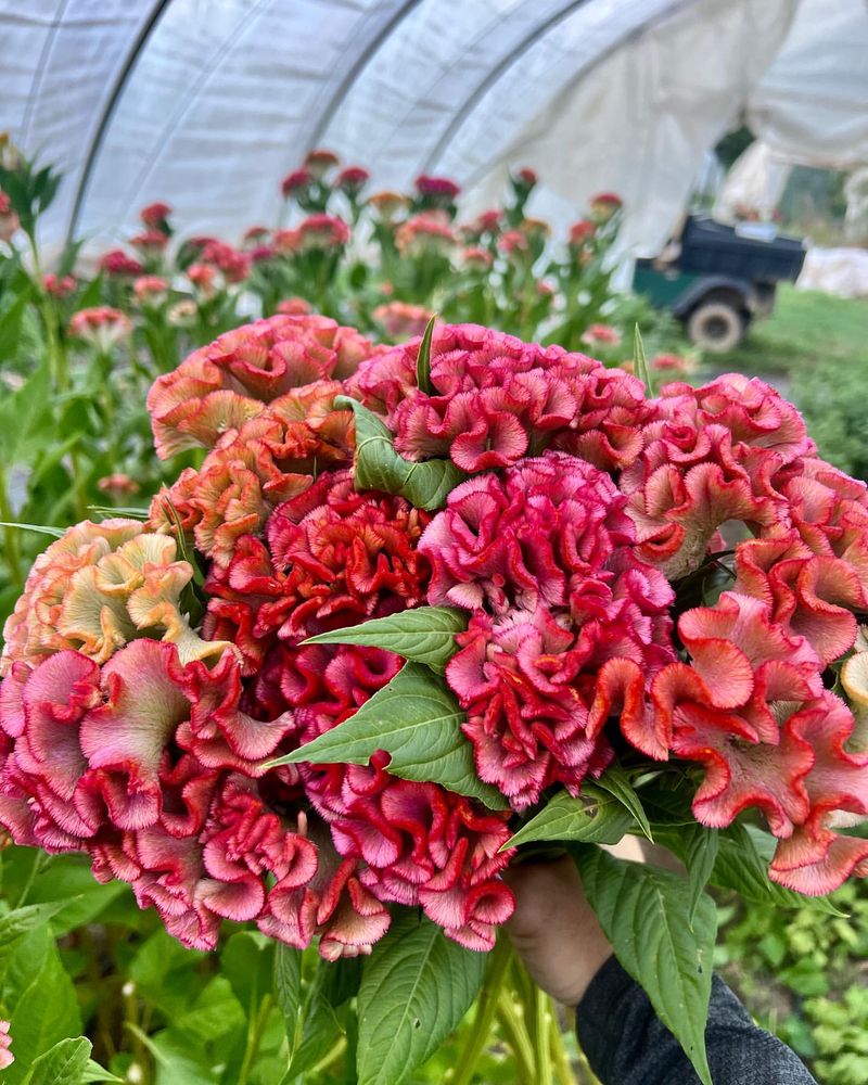 Red Celosia