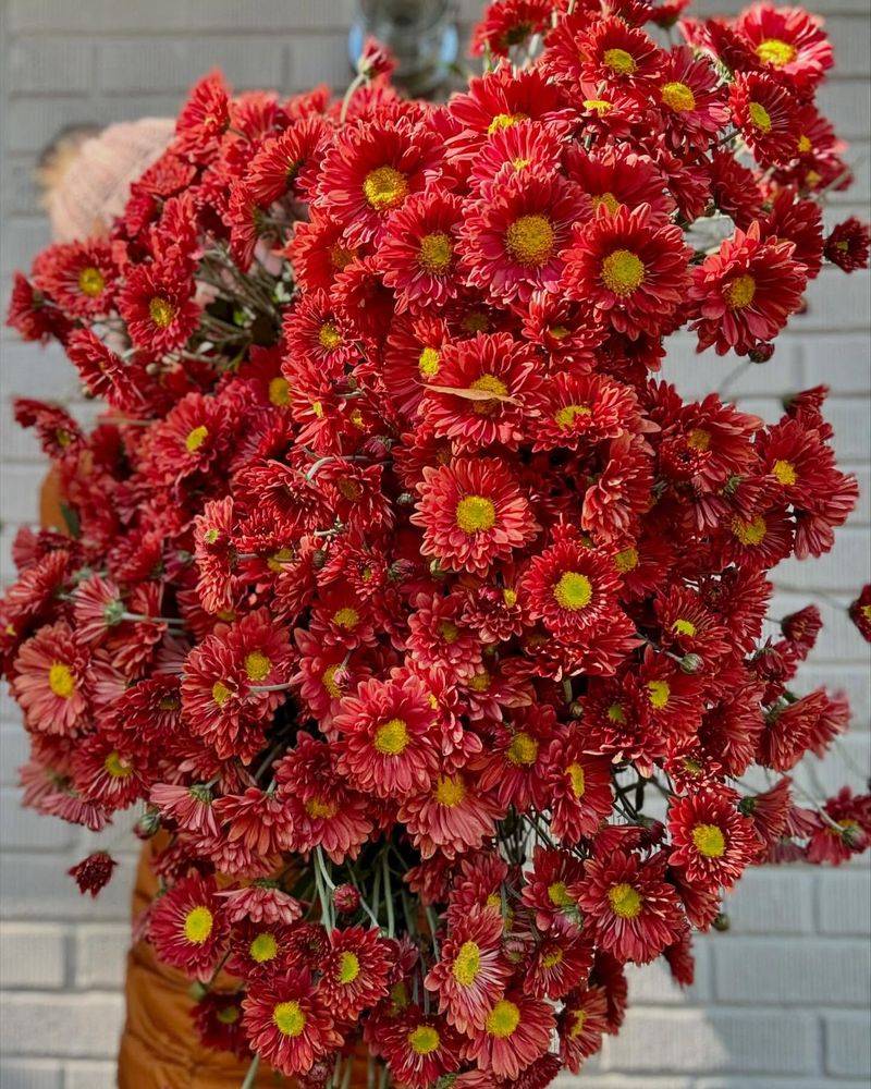 Red Chrysanthemum