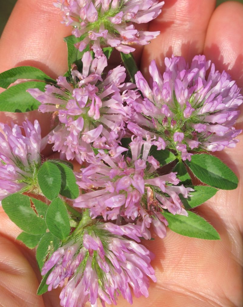 Red Clover