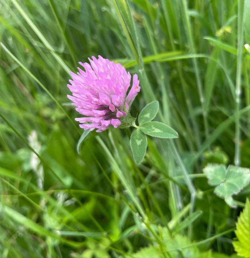 Red Clover