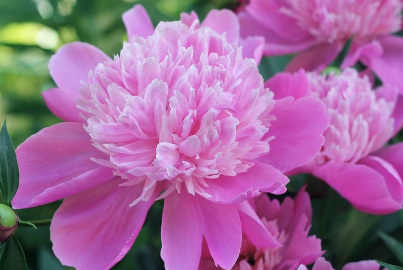 Red Clover - Vermont