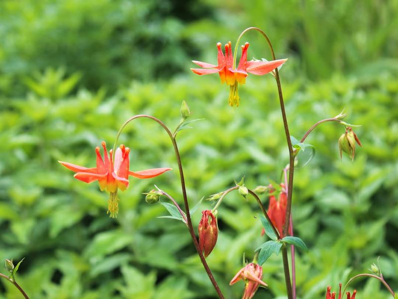 Red Columbine