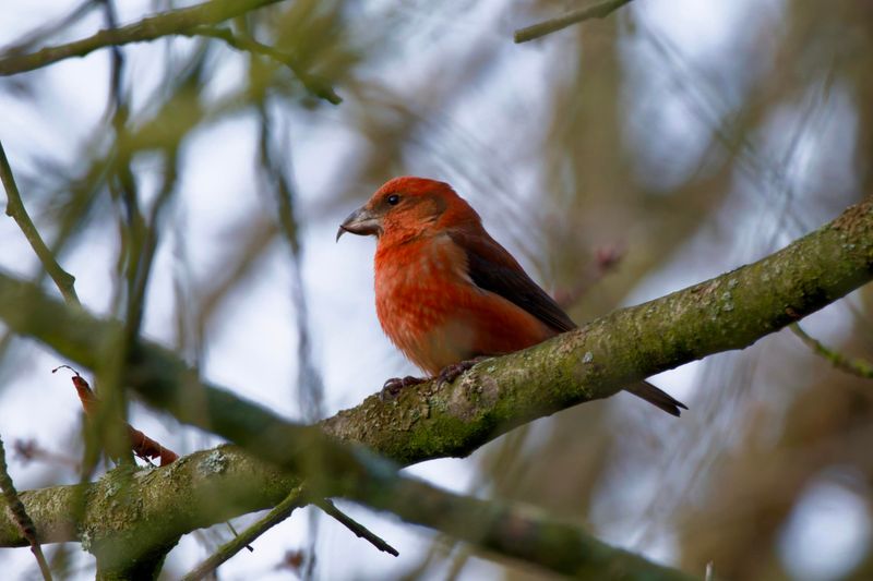 Red Crossbill