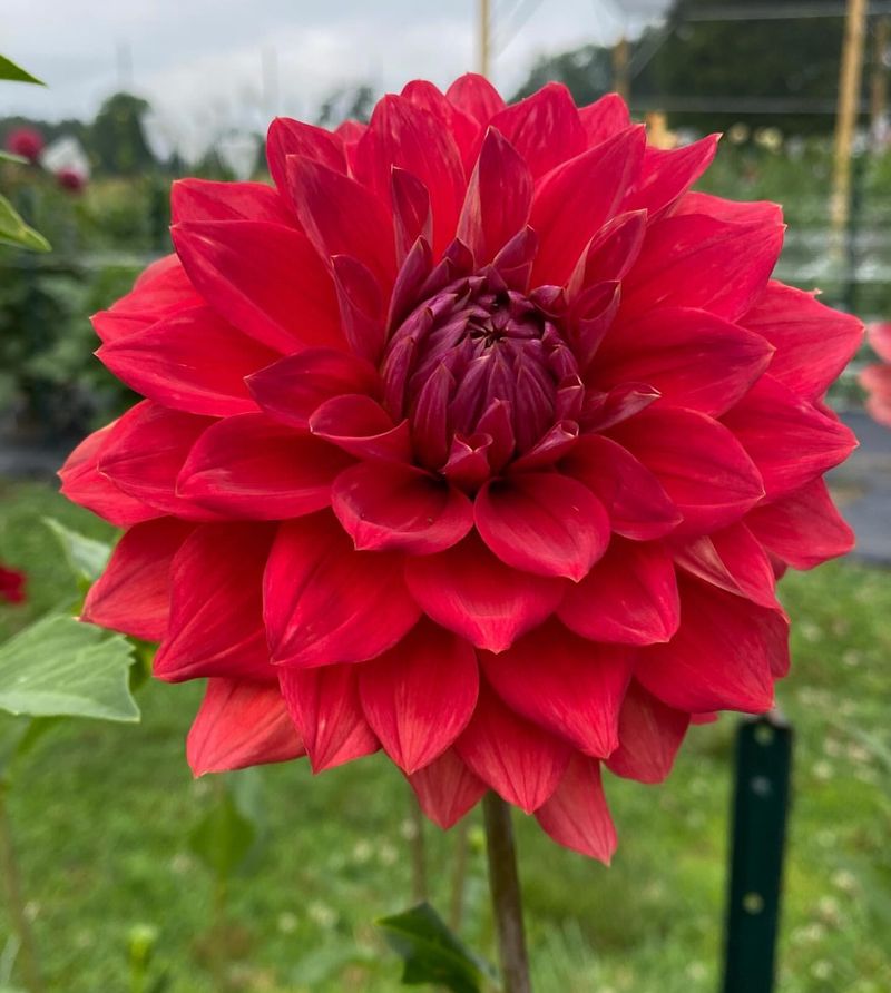 Red Dahlia