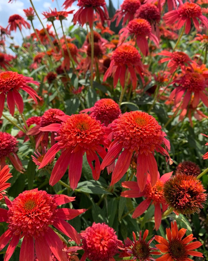 Red Echinacea