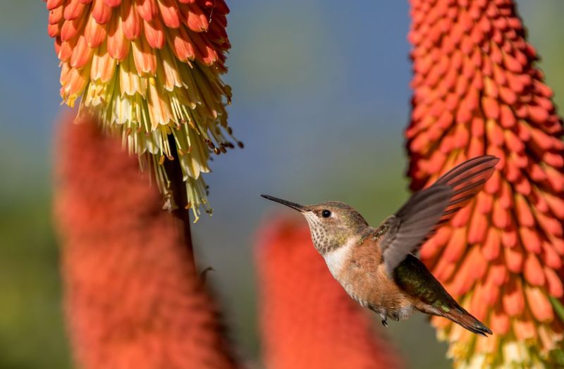 Red Hot Poker