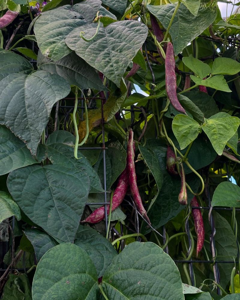 Red Kidney Beans