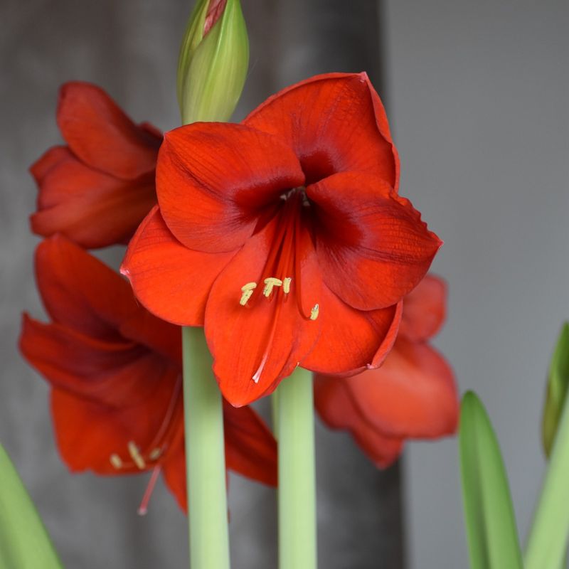 Red Lion Amaryllis