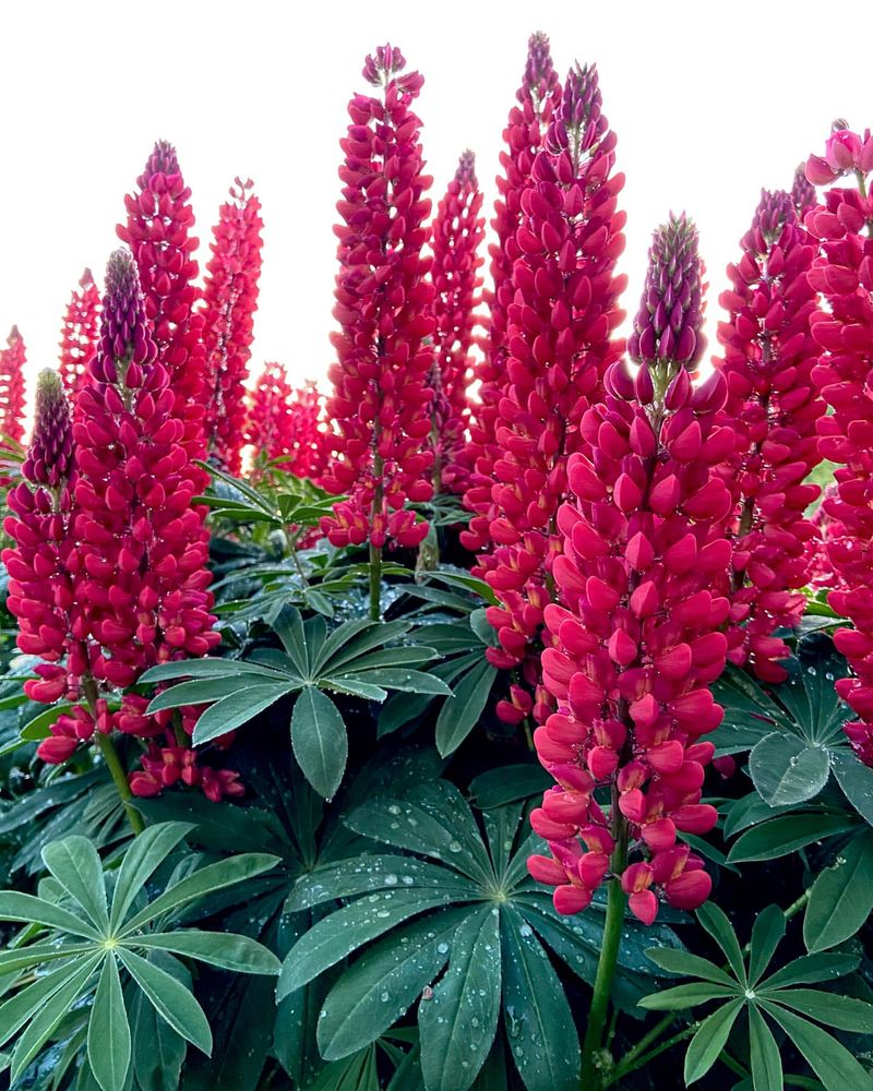 Red Lupine