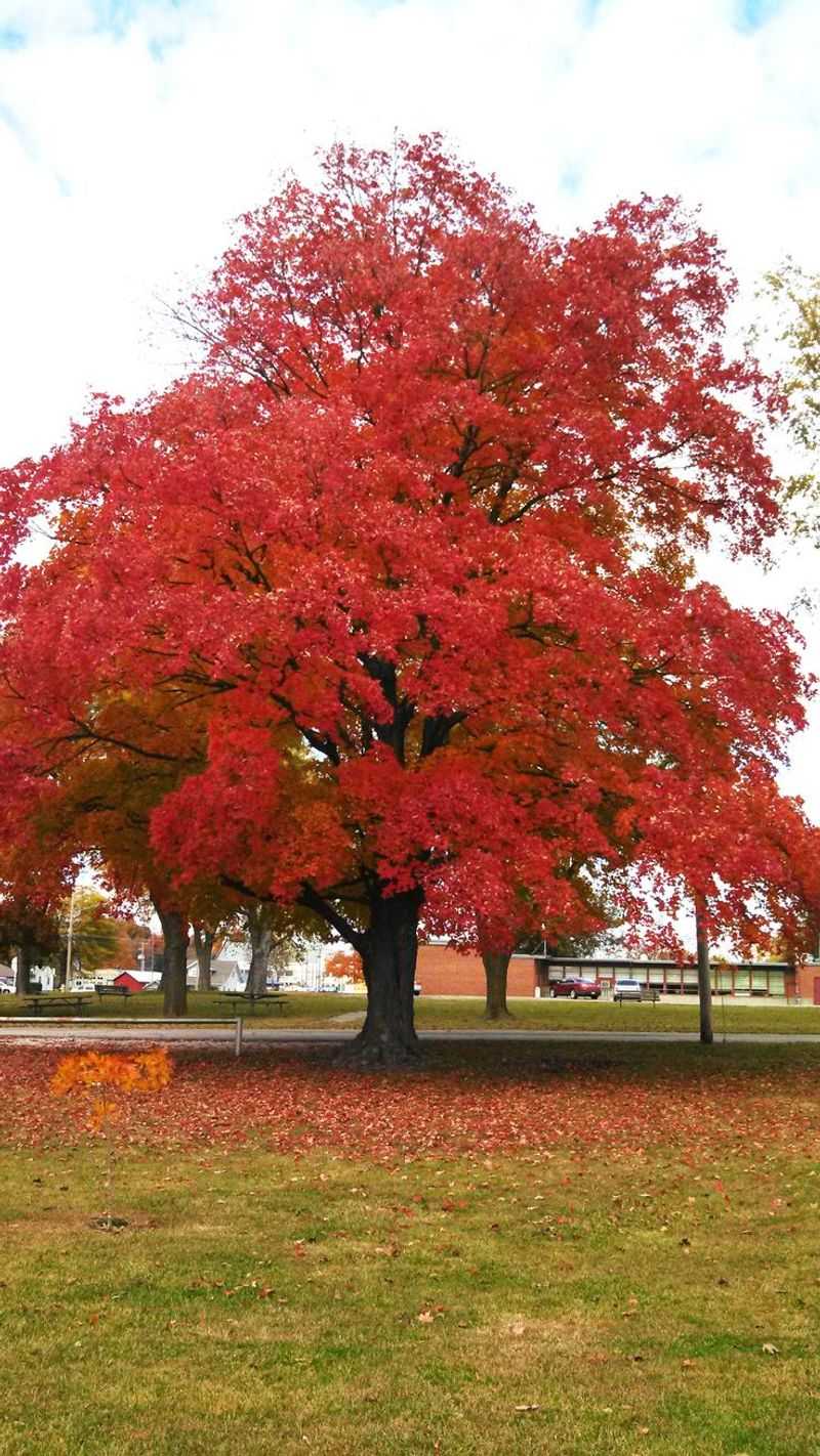 Red Maple