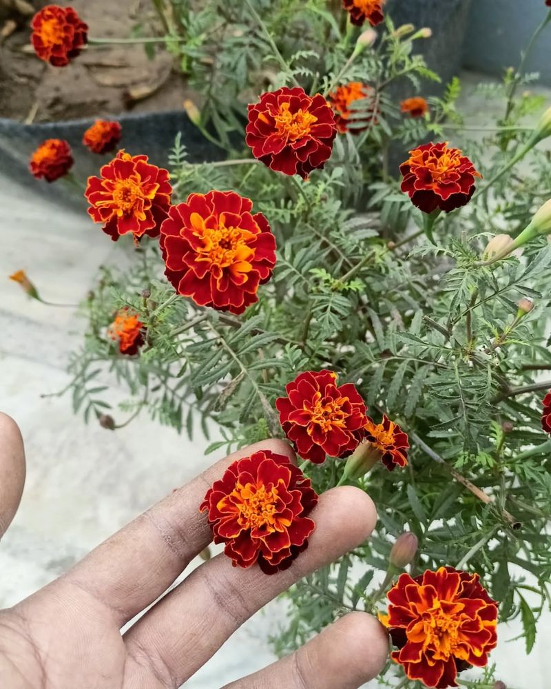 Red Marigold