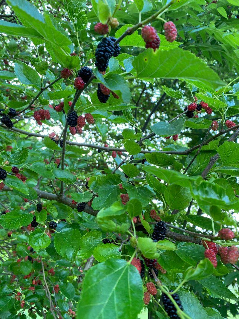 Red Mulberry