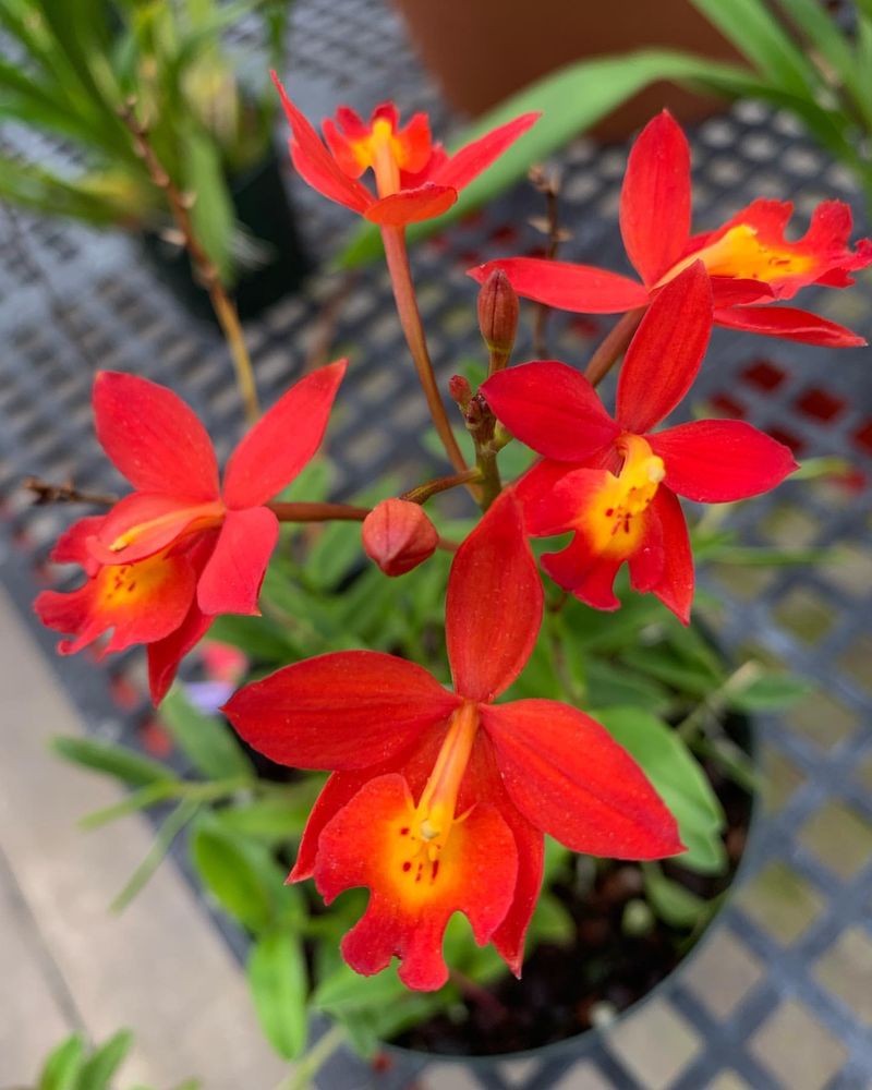 Red Orchid