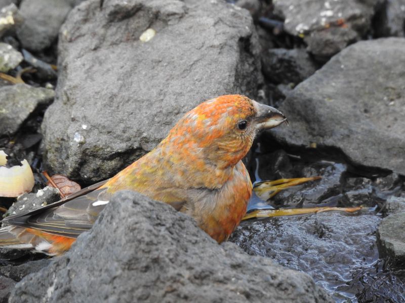 Red Parrot Crossbill