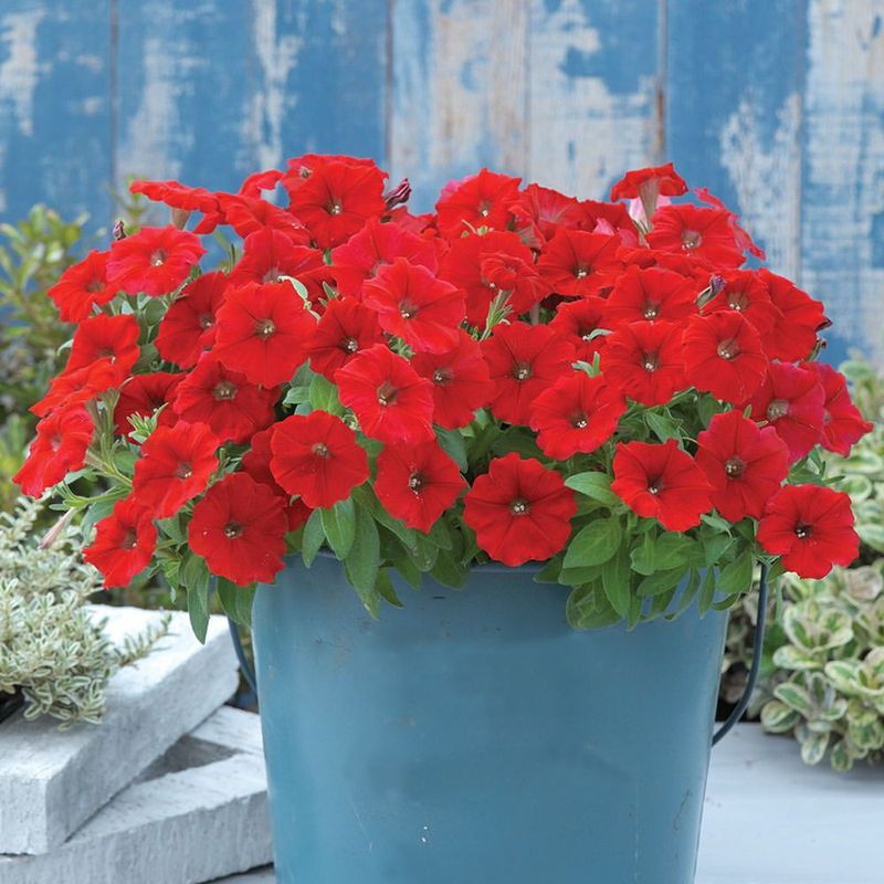 Red Petunia