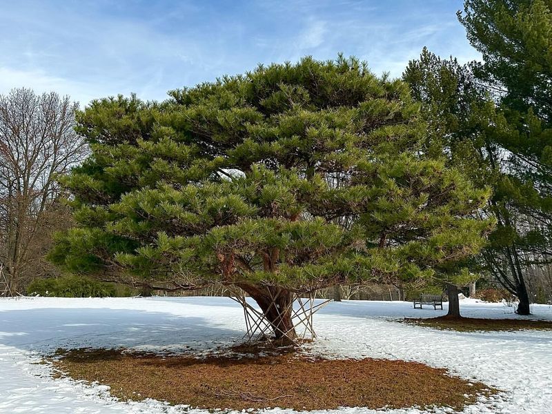 Red Pine