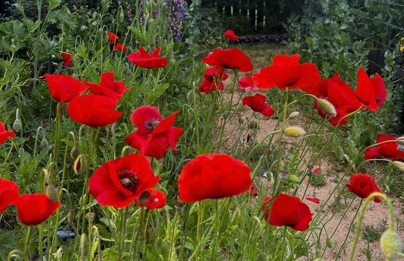 Red Poppy