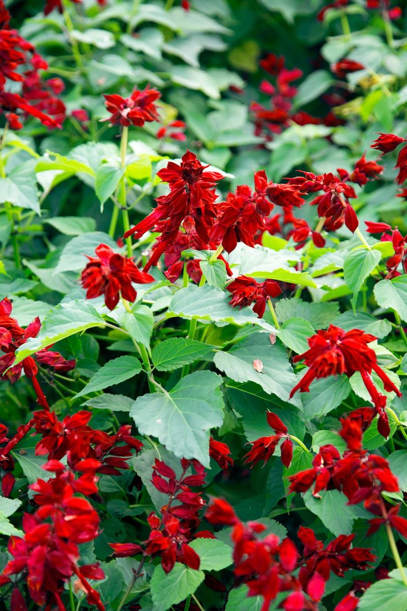 Red Salvia