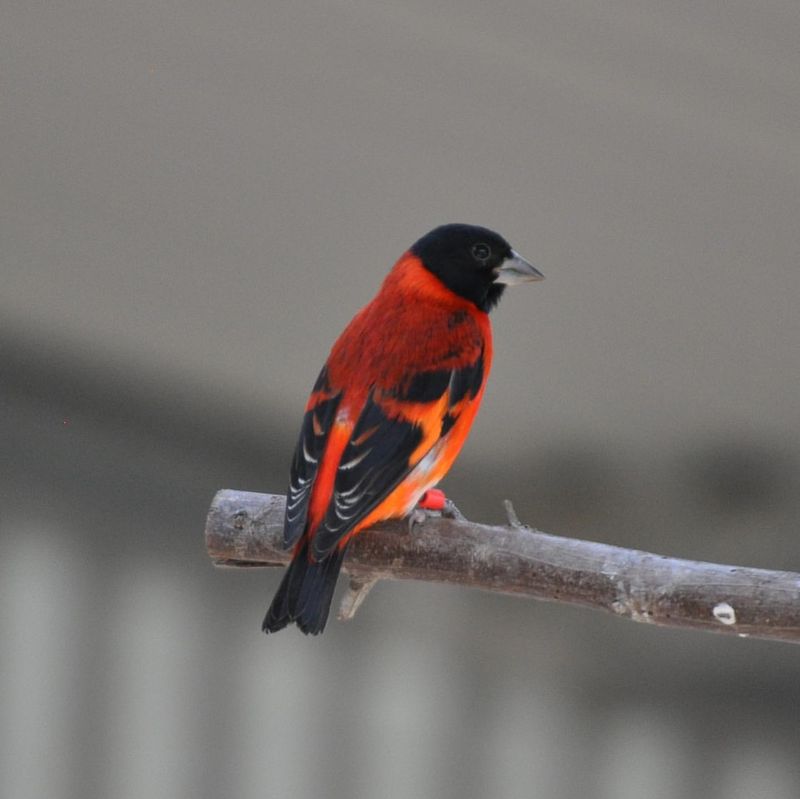 Red Siskin