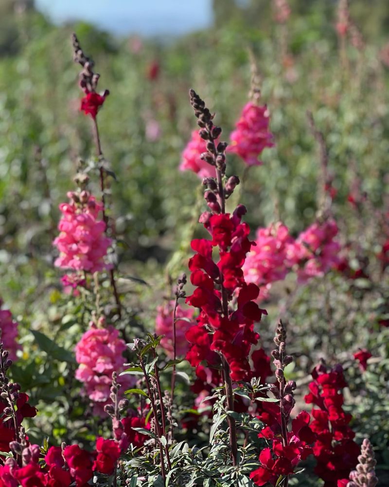 Red Snapdragon