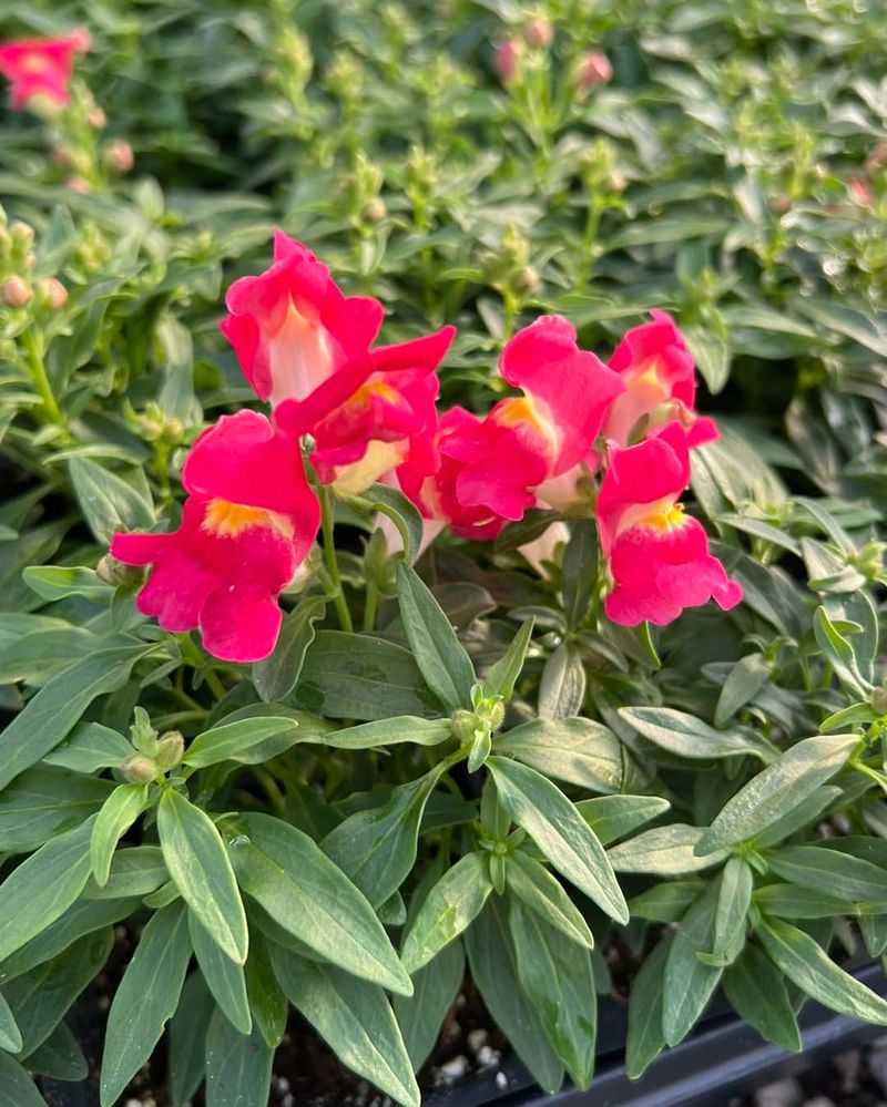 Red Snapdragon