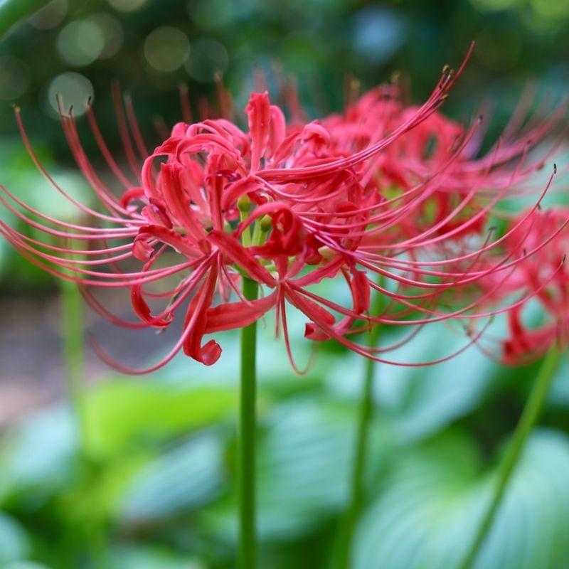 Red Spider Lily