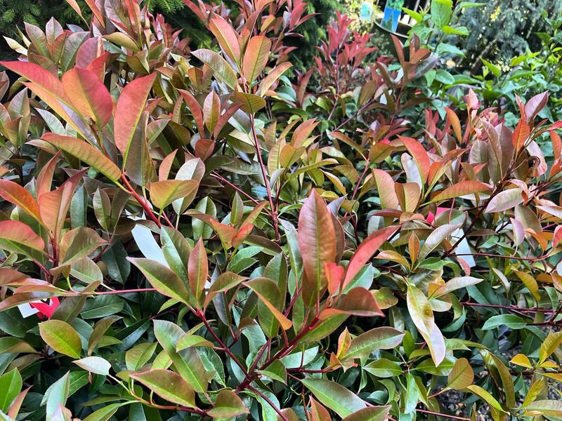 Red Tip Photinia