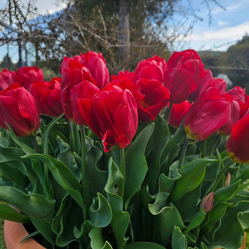 Red Tulip