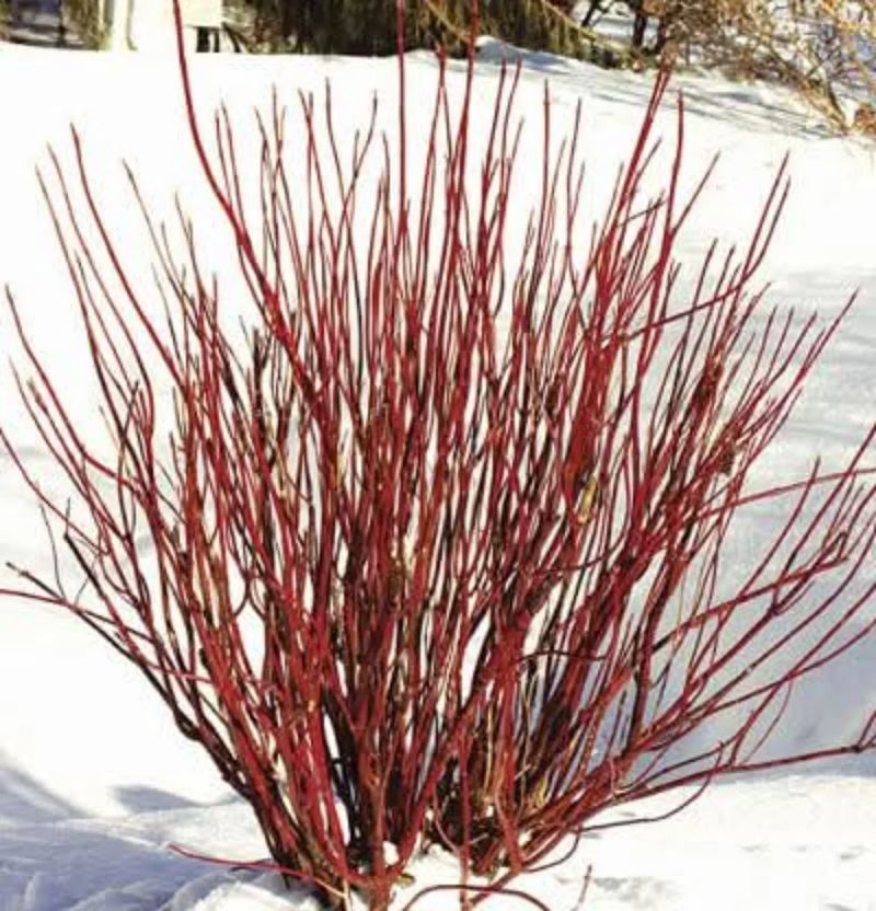 Red Twig Dogwood