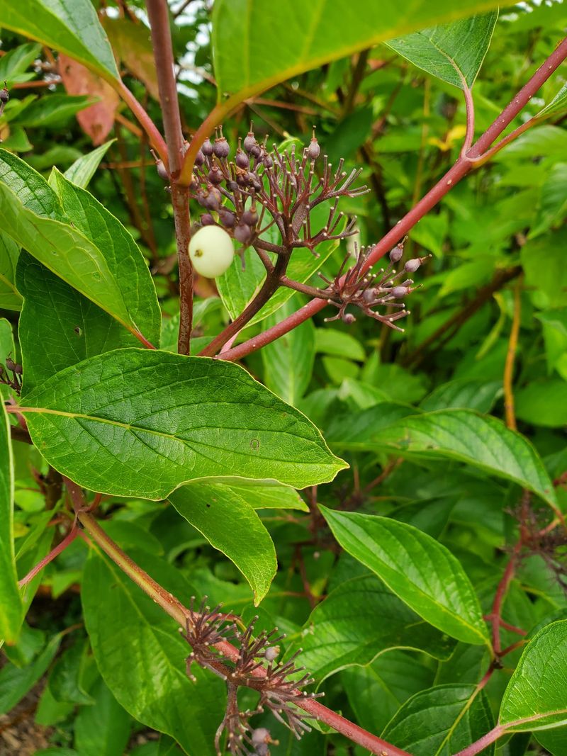 Red-Twigged Dogwood