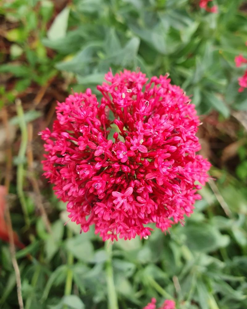 Red Valerian