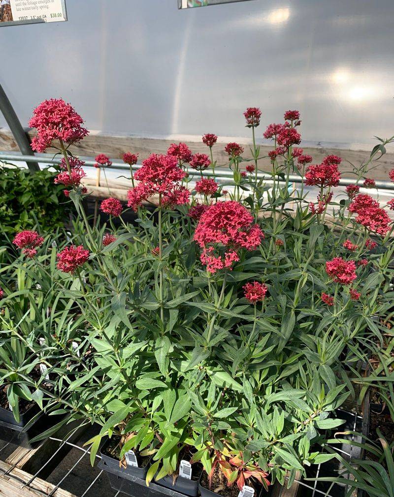 Red Valerian