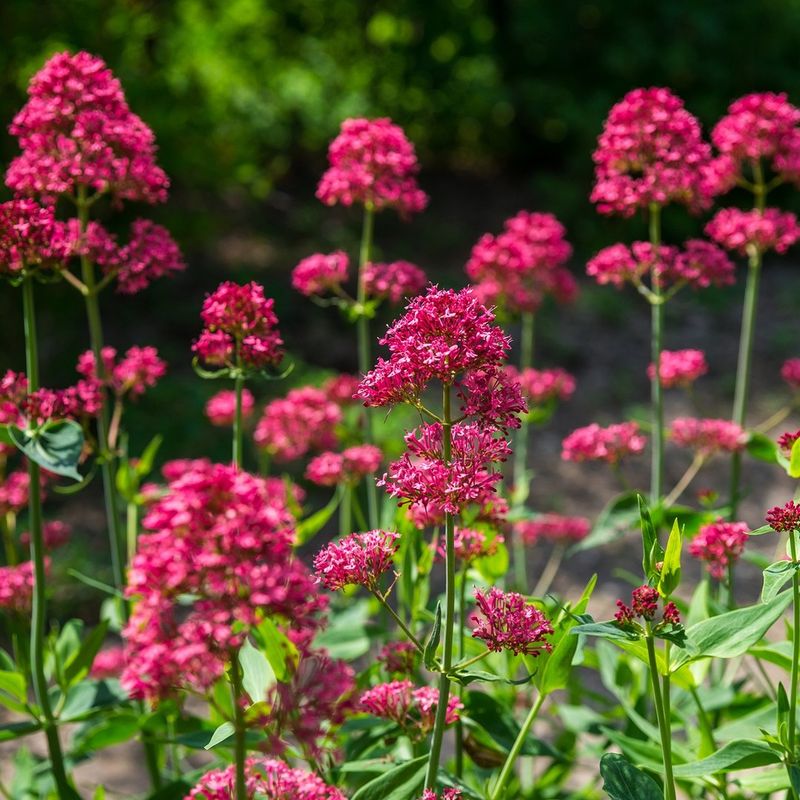 Red Valerian