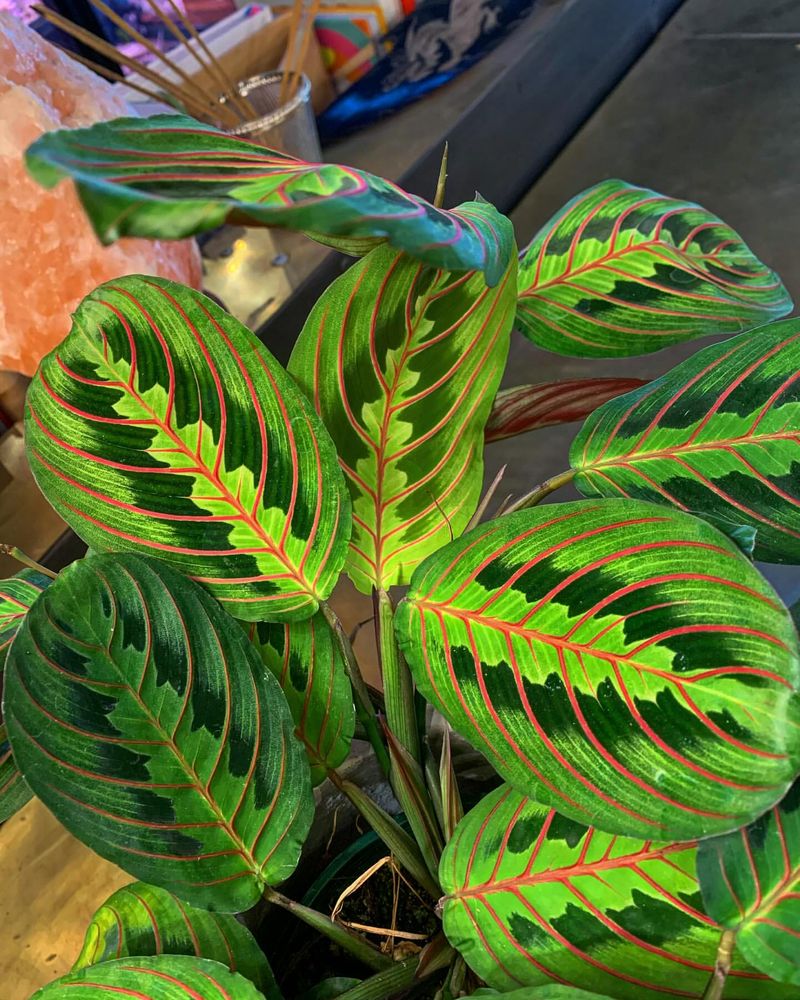 Red-Veined Prayer Plant