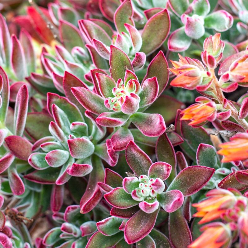 Red Velvet Plant