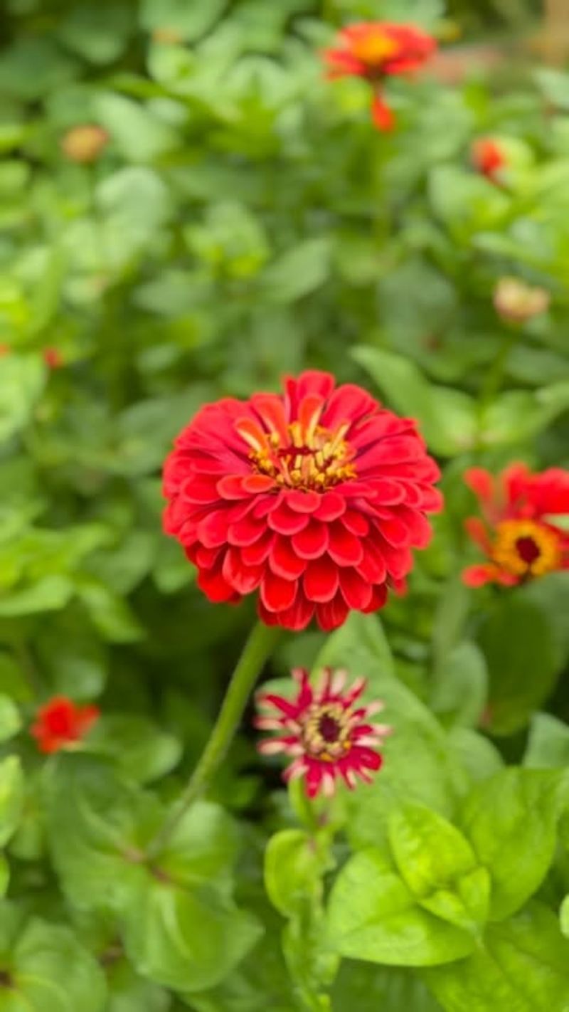 Red Zinnia