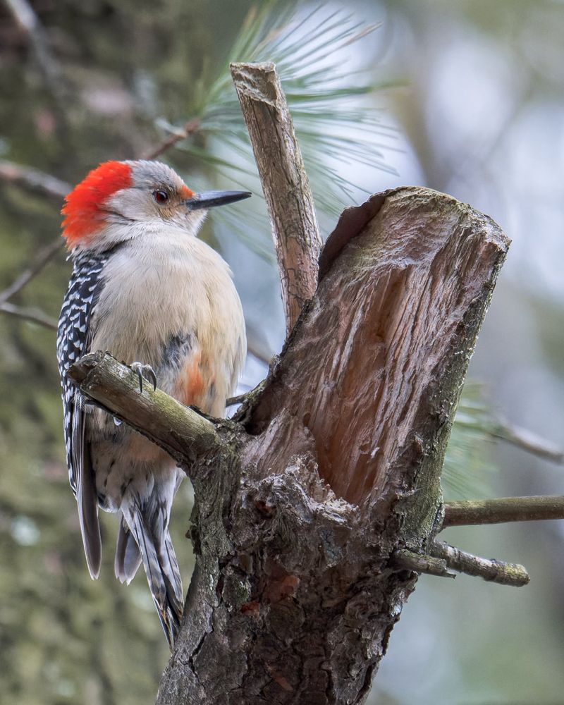 Red-bellied Woodpecker