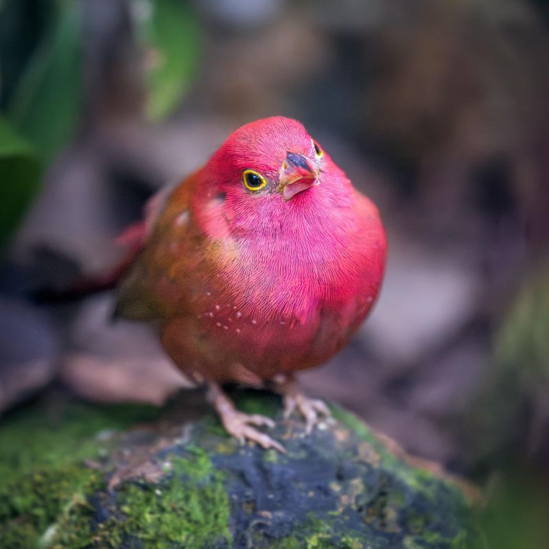 Red-billed Firefinch