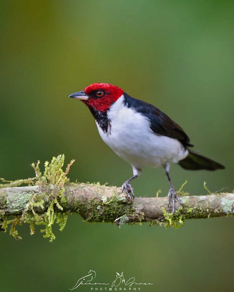 Red-capped Cardinal