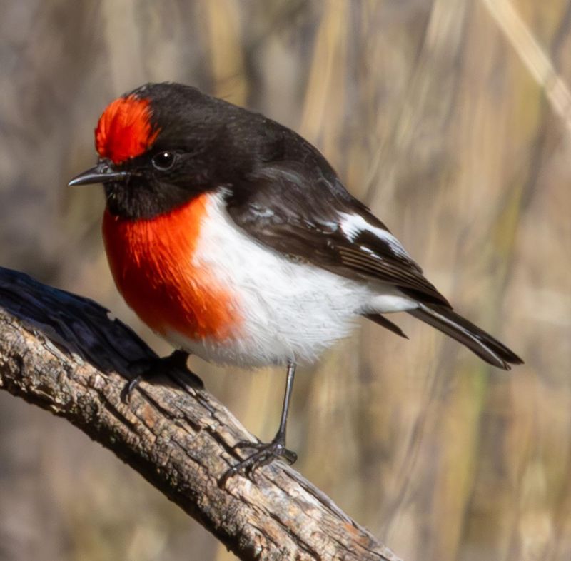 Red-capped Robin