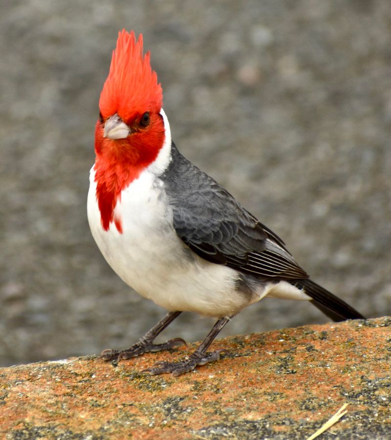 Red-crested Cardinal