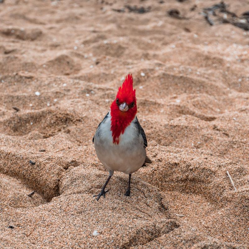 Red-crested Cardinal