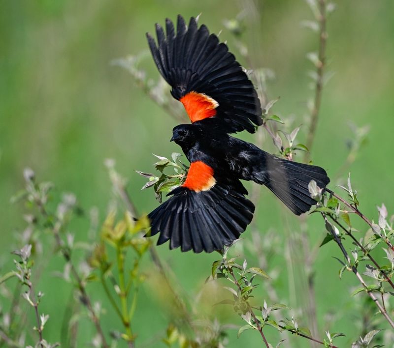 Red-winged Blackbird