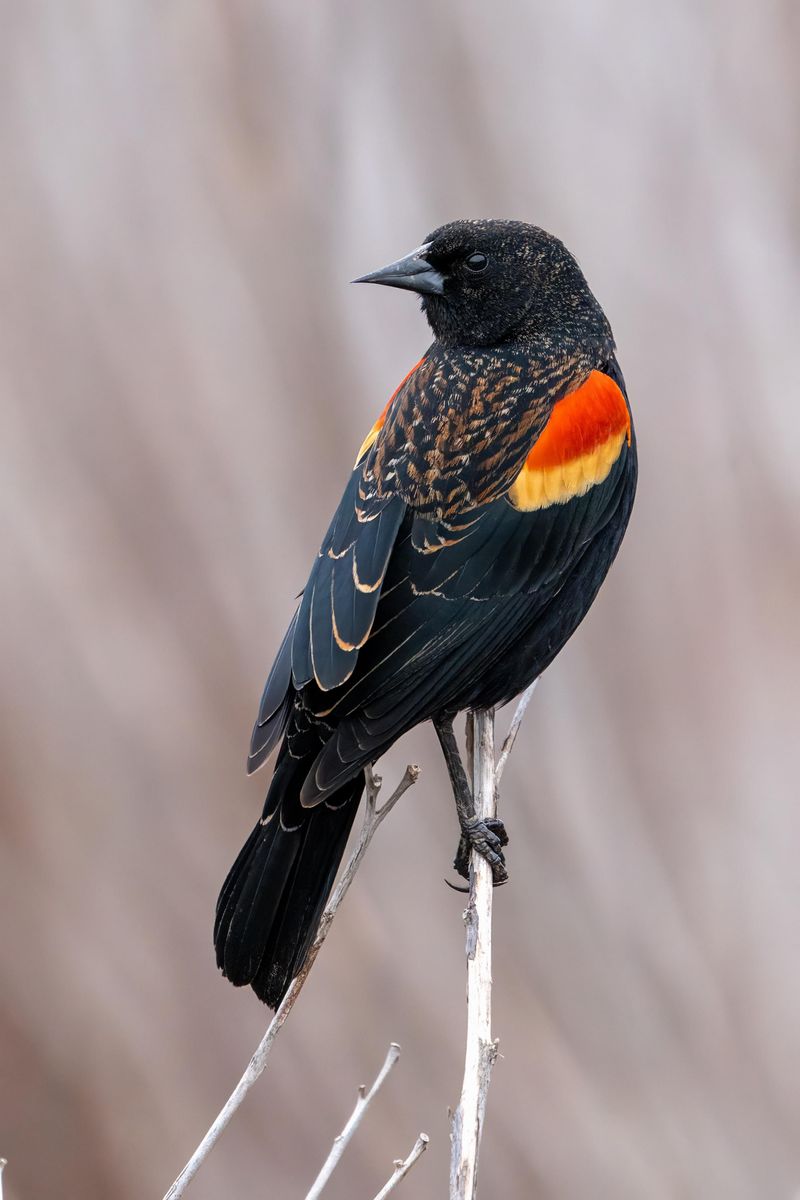 Red-winged Blackbird