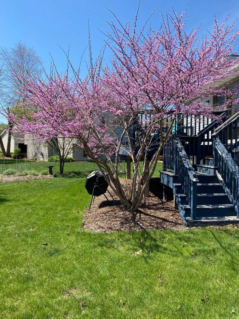 Redbud Tree