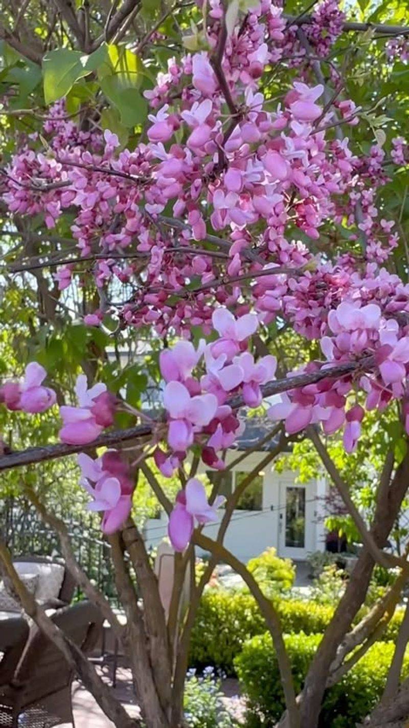 Redbud Tree