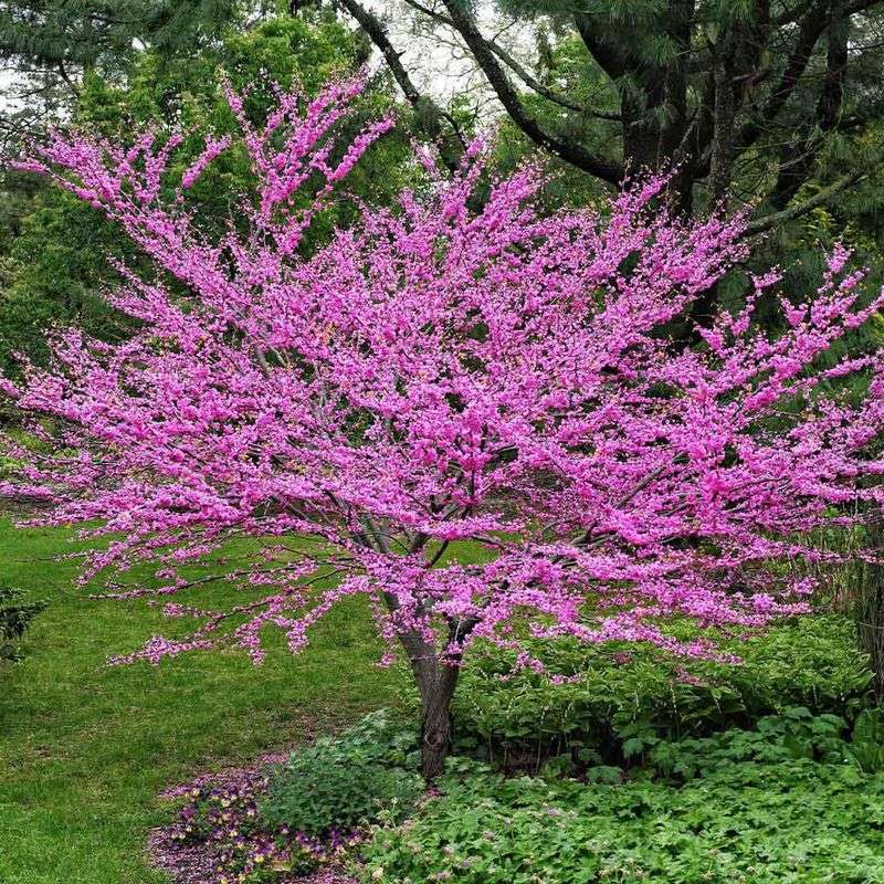 Redbud Tree