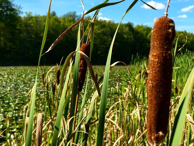 Reed Mace