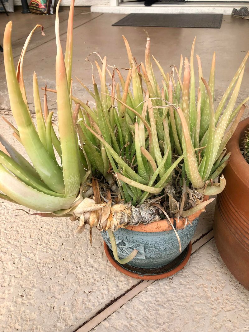 Repotting When Necessary