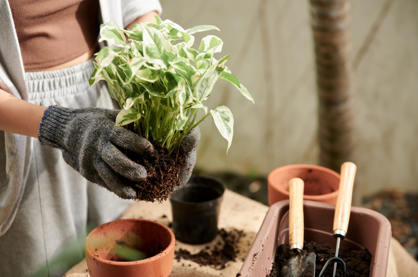 Repotting pothos